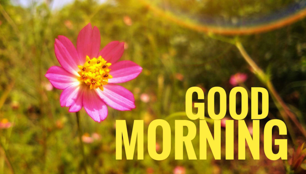 224 Best Good Morning Wishes Messages Quotes Images