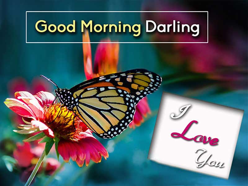 224 Best Good Morning Wishes Messages Quotes Images