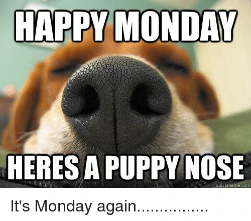 happy monday with puppy nose