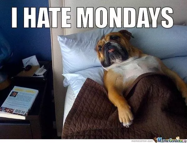 sleeping dog funny Monday meme