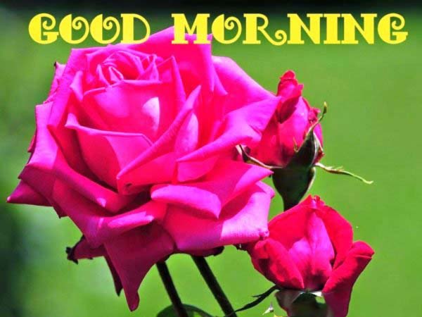 beuitful fresh flower with good morning image