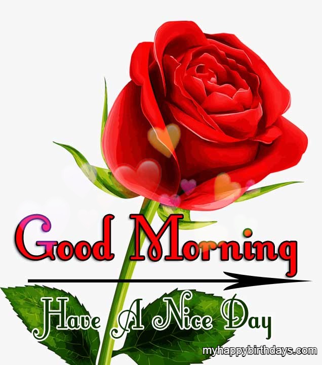 Good Morning Message Red Rose