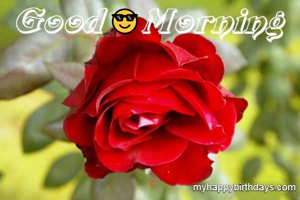 good morning red flower