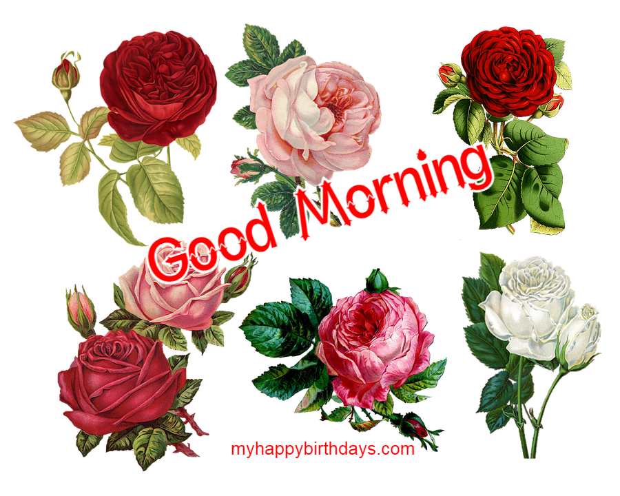 Images of roses with good morning quote