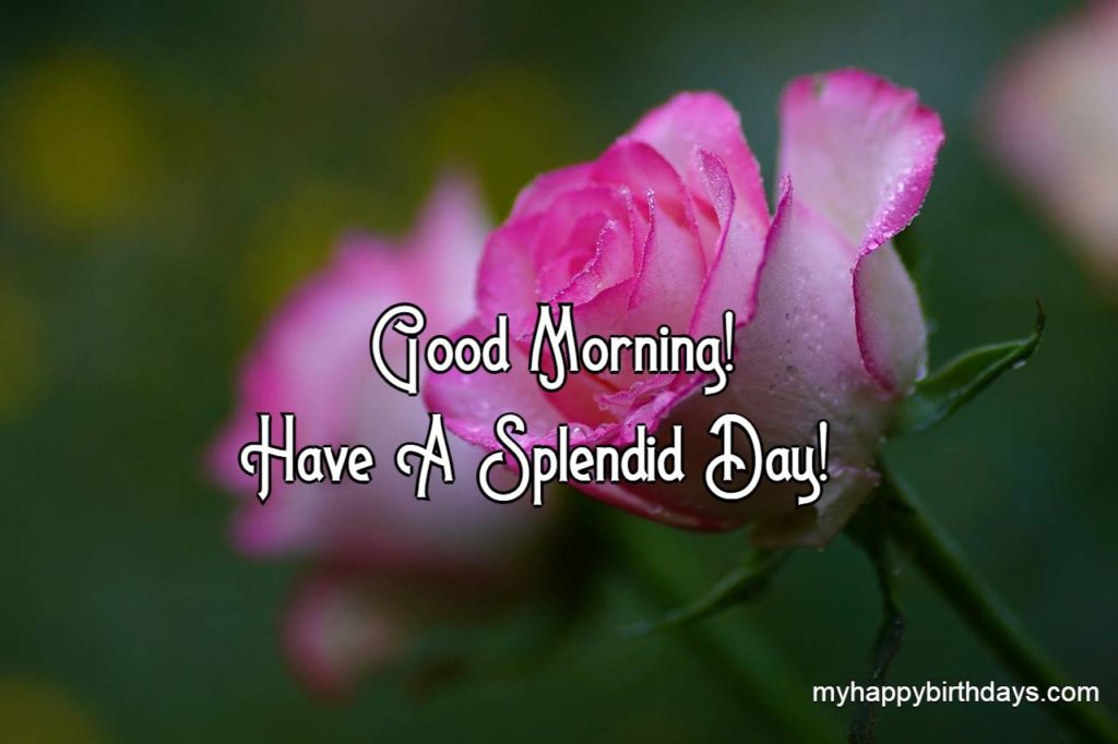 Pink rose with good morning message