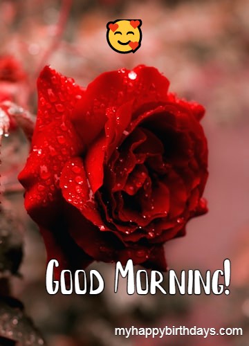 dark red rose good morning pic