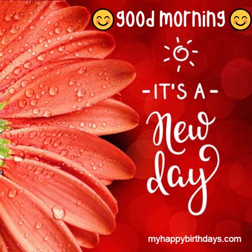 Good morning flowers images