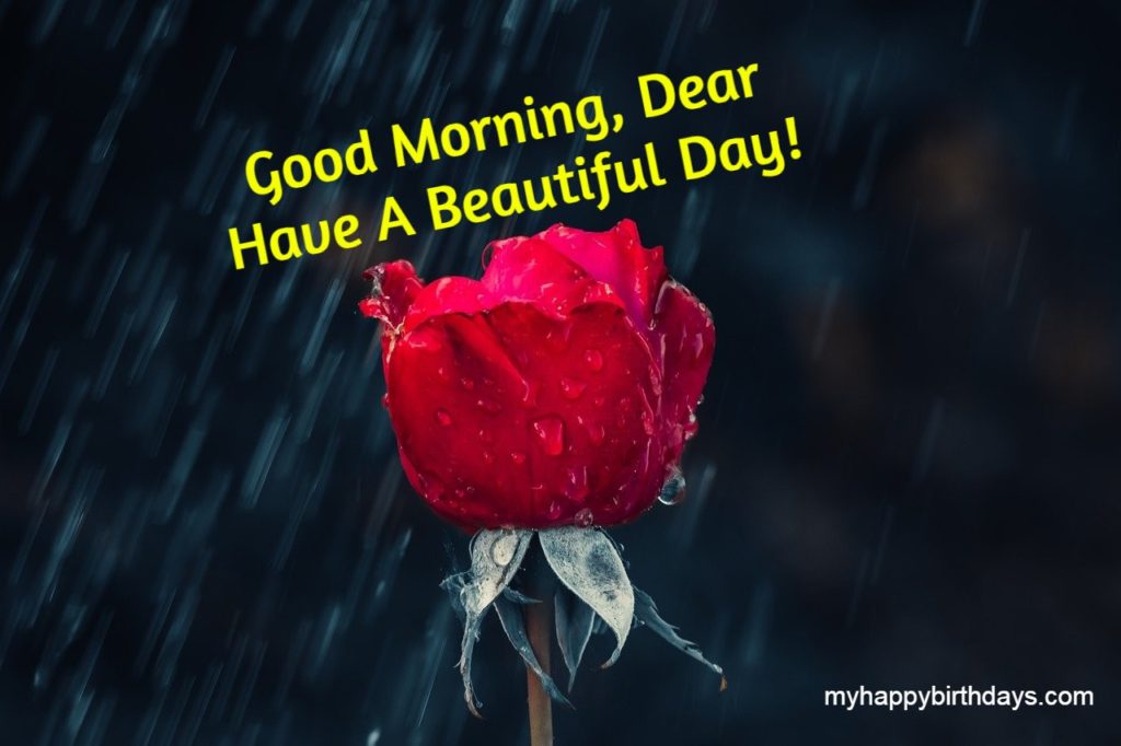 good morning wishes with rose image