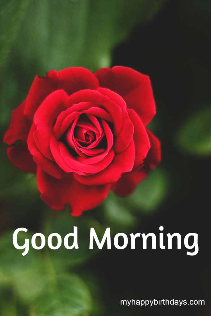 red flower image with good morning wishes