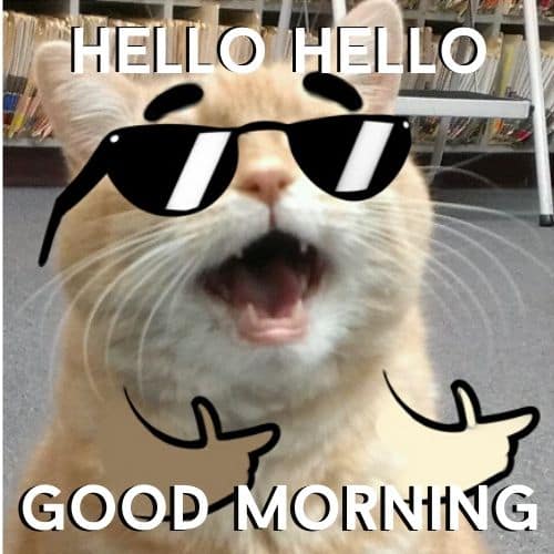 Cute Good Morning Funny Memes with Cat