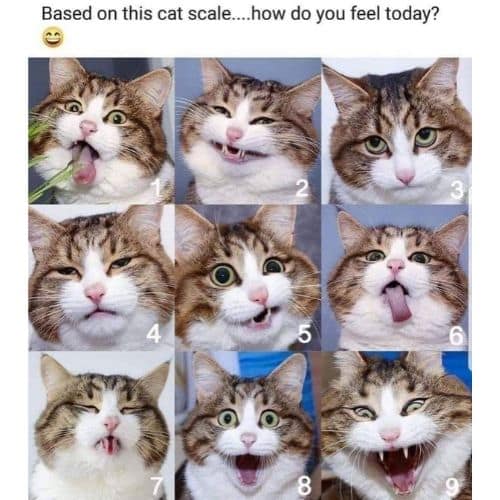 Cute Good Morning Funny Memes with Cat