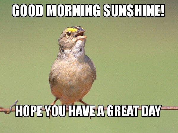 Good Morning Sunshine Meme