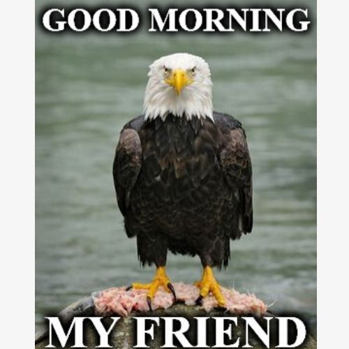 Morning Memes Friend