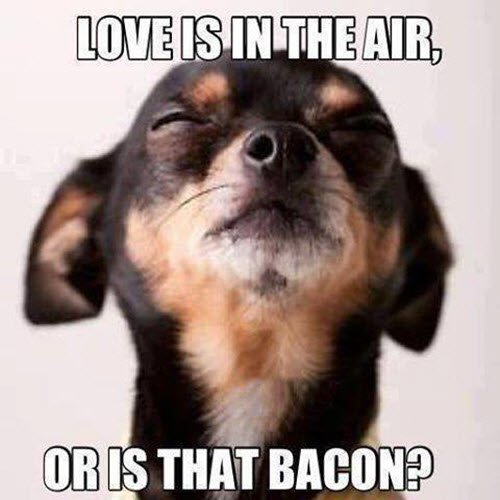 Love is in the air or is that bacon meme.