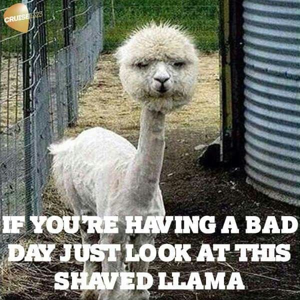 If you are having a bad day meme