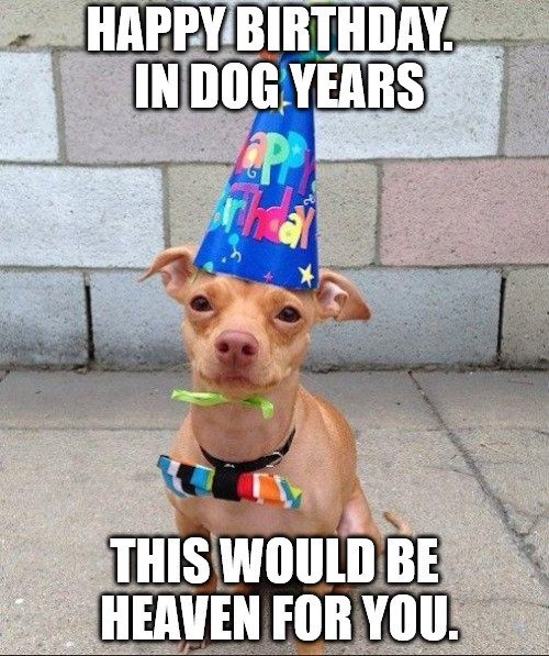 Happy Birthday Dog Meme 7