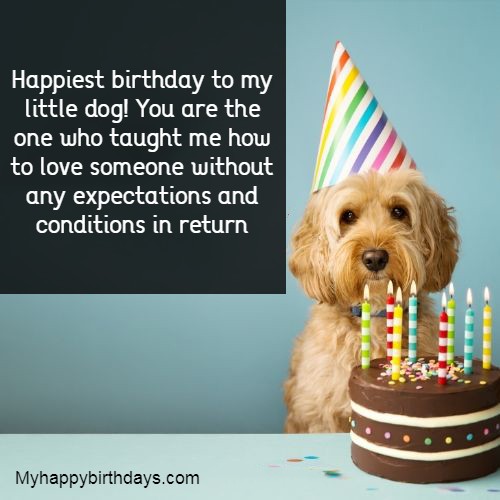 Birthday Wishes For Dog