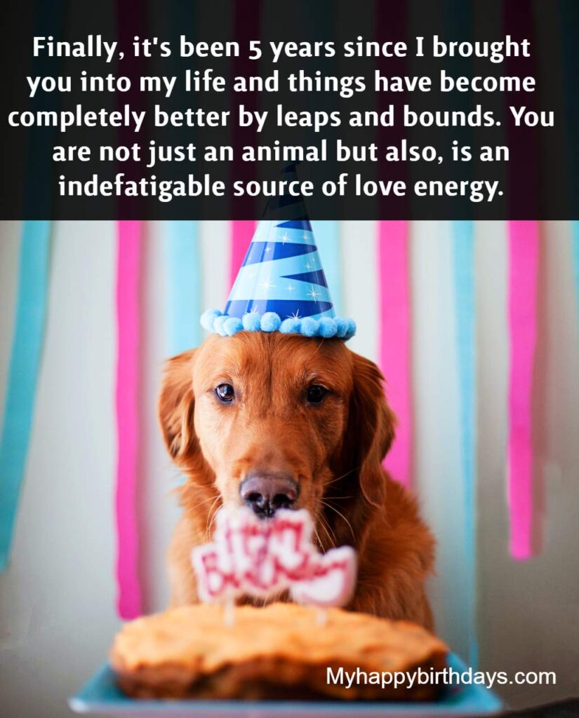 funny birthday wishes dog