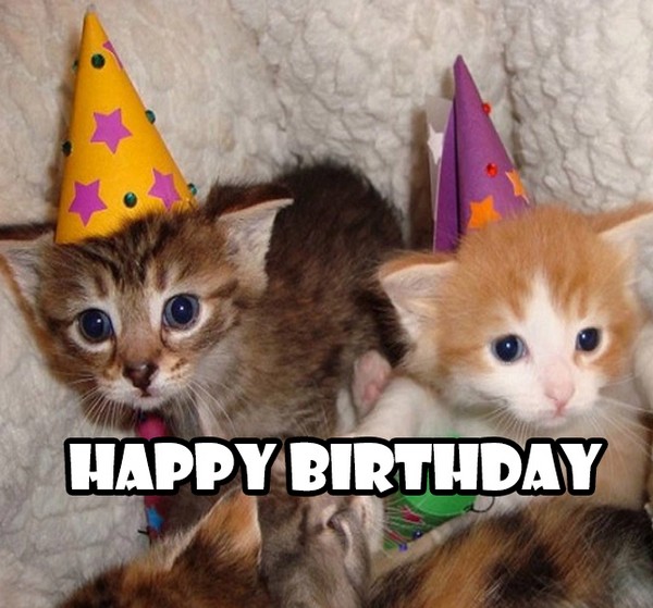 Happy Birthday Cat Memes 4