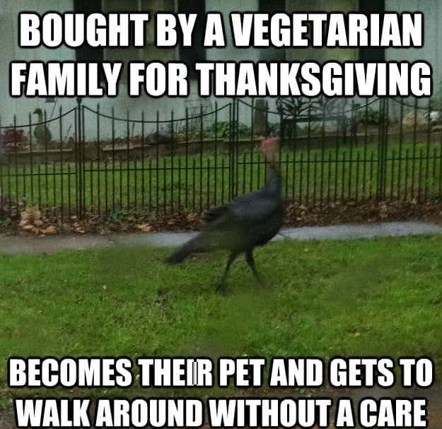 Bought By A Vegetarian Family For Thanksgiving