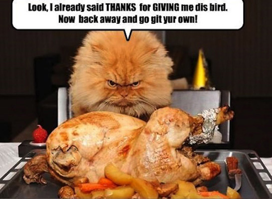 Happy Thanksgiving Meme 8