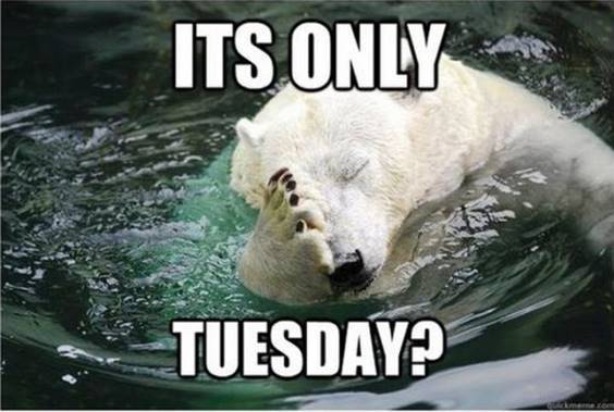Funny Tuesday Memes 19
