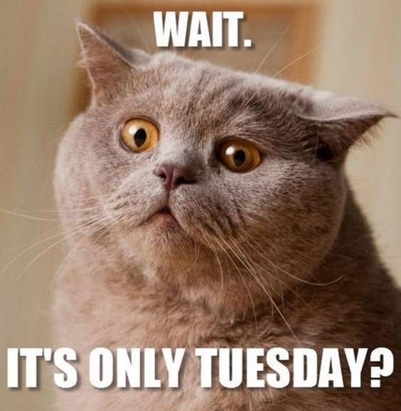 It's Tuesday Memes