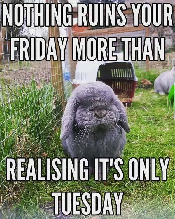 Hilarious Tuesday Meme