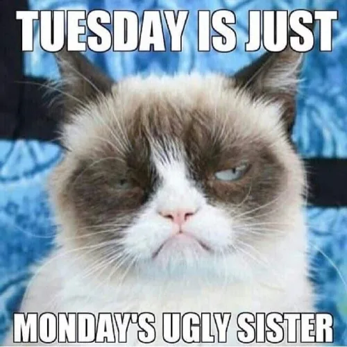 Tuesday Morning Meme
