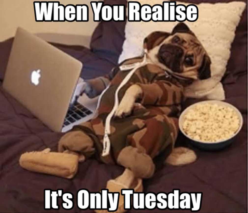 Funny Tuesday Memes 9