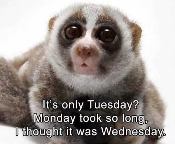 Happy Tuesday Meme