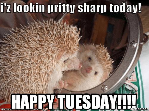 Happy Tuesday Meme 31