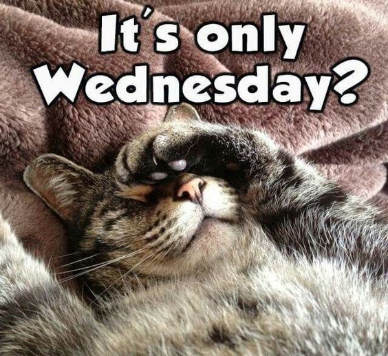 Wednesday Cat Meme