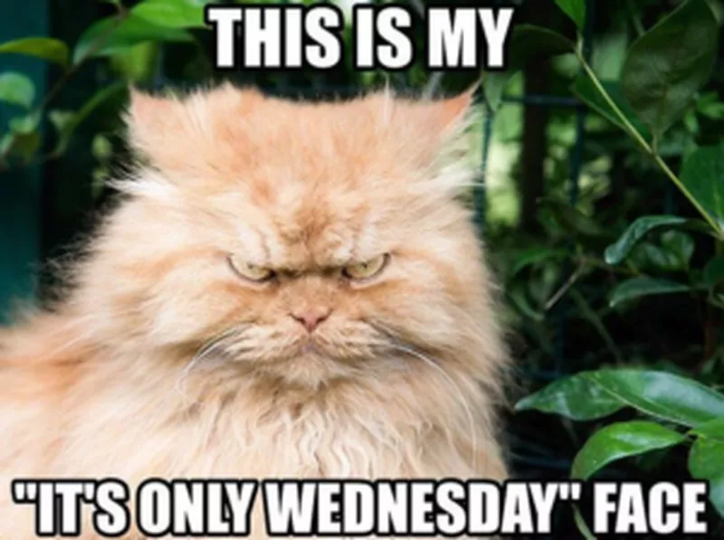 Its Only Wednesday Face Meme