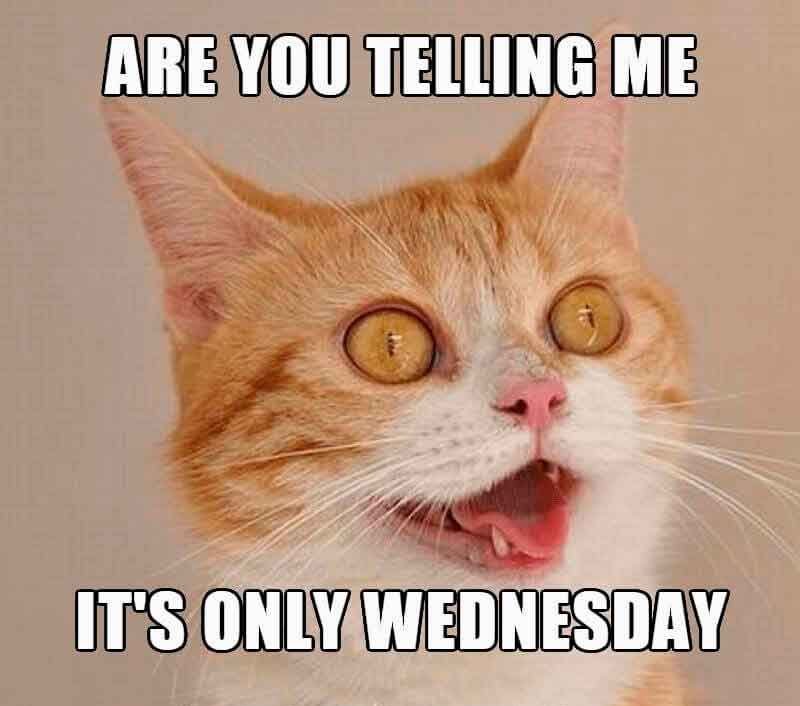 Wednesday Cat Meme 27 1