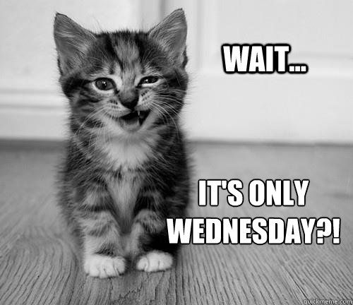 Wednesday Cat Meme 28