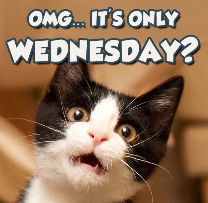 Wednesday Cat Meme 29