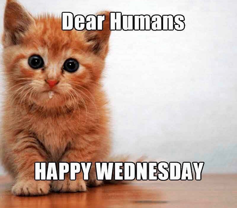Happy Wednesday Cat Meme