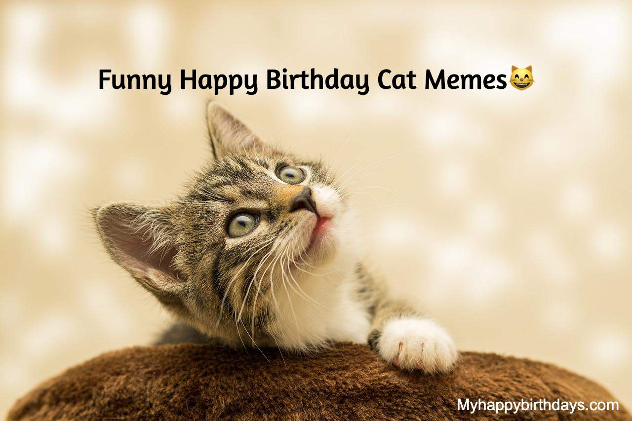 Funny Happy Birthday Cat Memes To Make Your Special Day Laughable