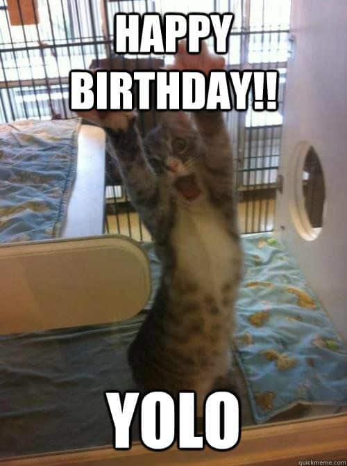 Happy Birthday Cat Memes 21