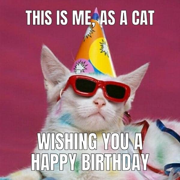 Happy Birthday Cat Memes