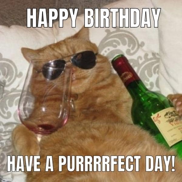 Party Happy Birthday Cat Meme