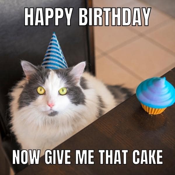 Happy Birthday Cate Memes 16