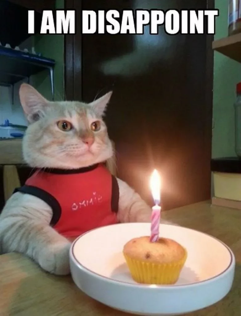 Birthday Cat Meme
