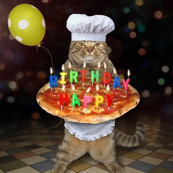 Happy Birthday Cat Meme Funny