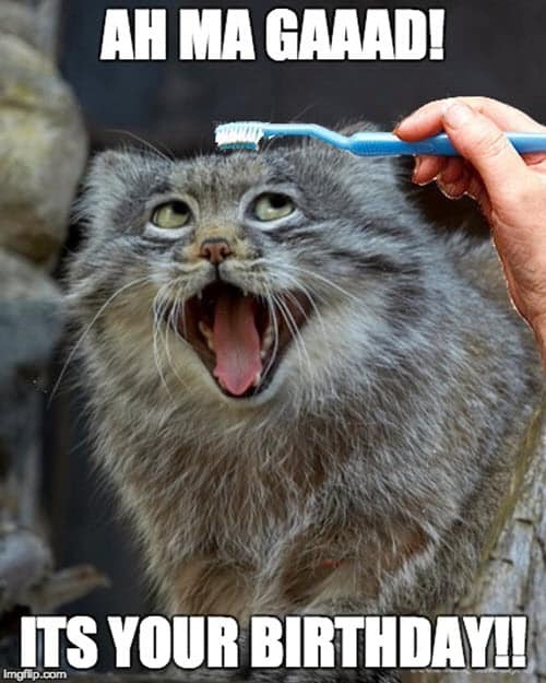 Cat Meme