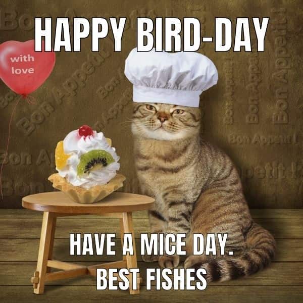 Party Funny Cat Happy Birthday Cat Meme