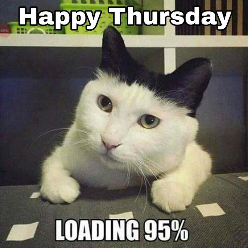Happy Thursday Meme Cat
